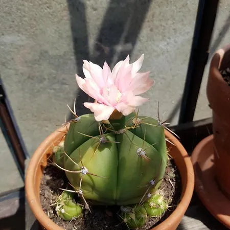 Angers Green Lodge * Angers