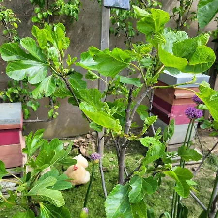 Angers Green Lodge Apartment Angers