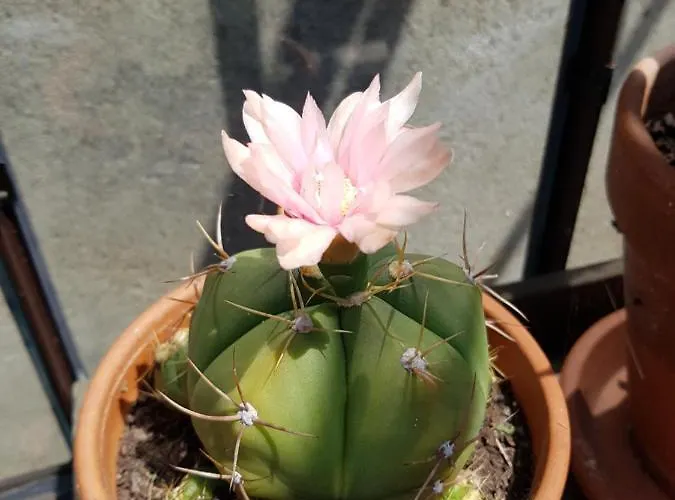 Angers Green Lodge * 昂热