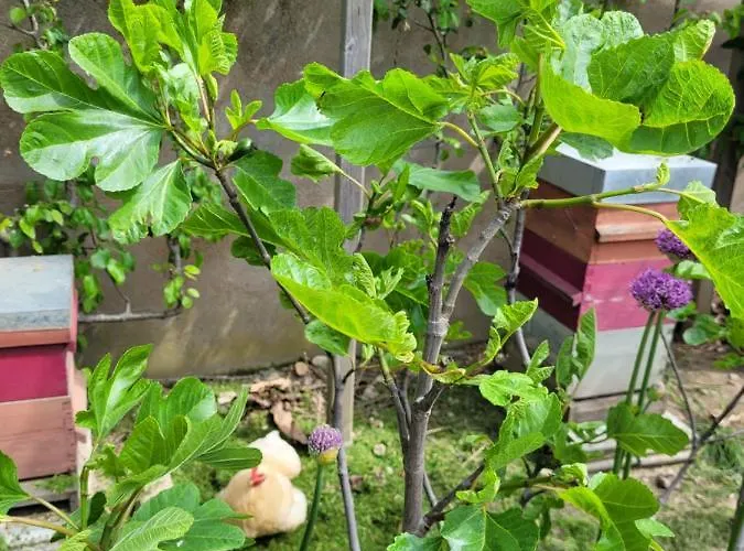 Angers Green Lodge Apartman Angers